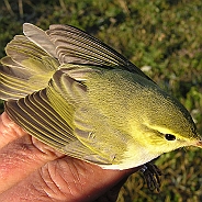 Wood Warbler